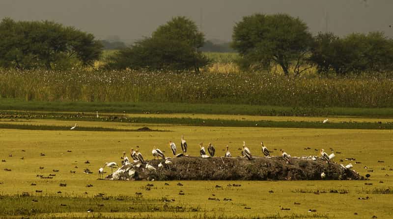 Nandur Madhmeshwar Bird Sanctuary, Niphad 