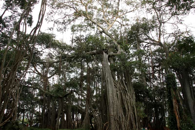 The Big Banyan Tree in Bangalore