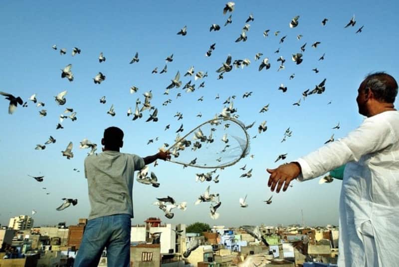 Trainers with their pigeons
