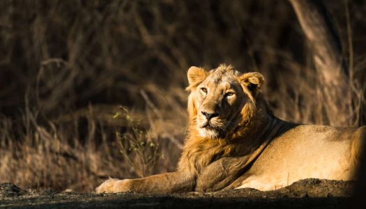 12 Breathtaking Wildlife Sanctuaries Around Mumbai