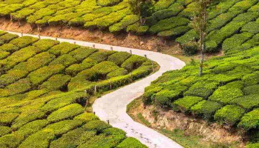 3 Great Road Trips from Bangalore to Munnar