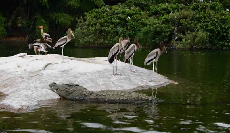 Light Rain At Ranganathittu Bird Sanctuary