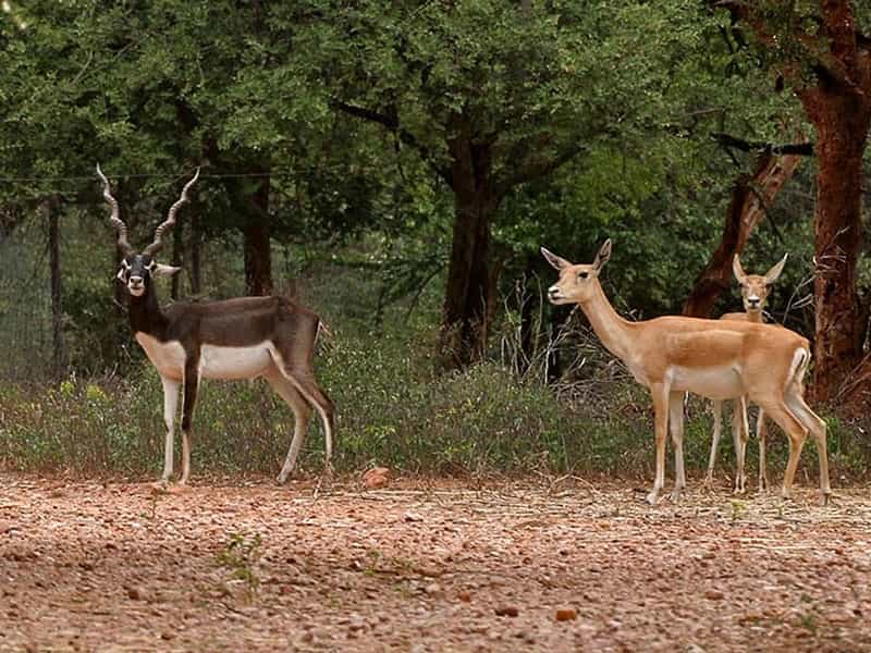 14 Wildlife Sanctuaries Near Hyderabad Treebo Blogs