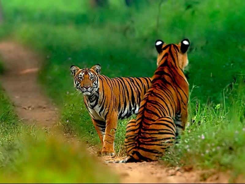 Wildlife Sanctuaries Near Hyderabad