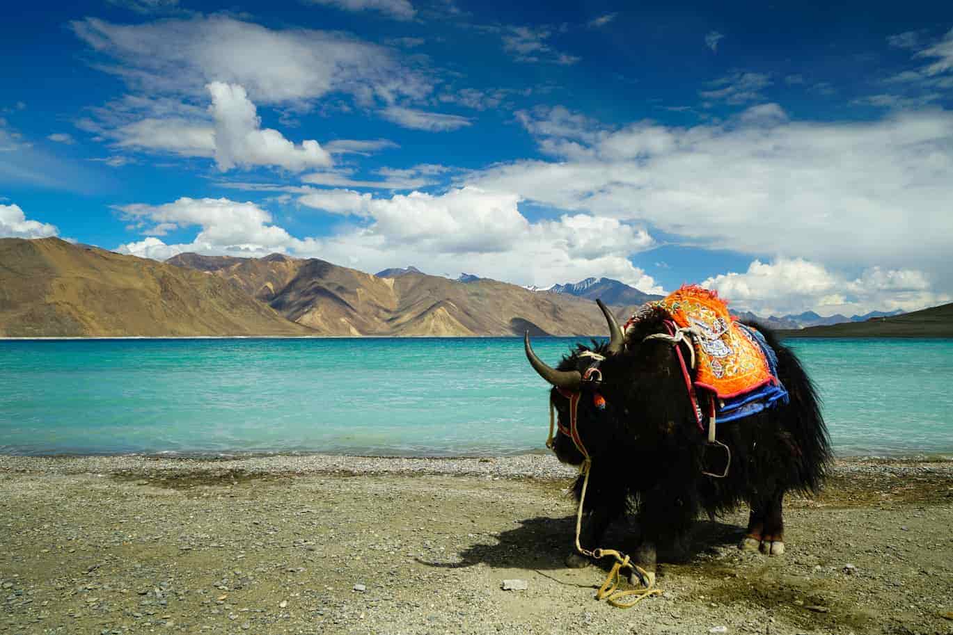 The Total Cost Of A Ladakh Trip Treebo Blog