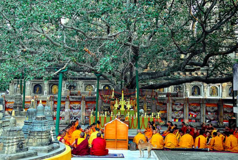 Devotees around the Bodhi Tree