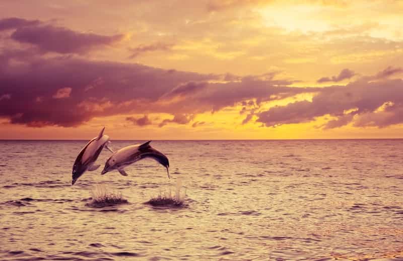 Dolphins at Paradise Beach