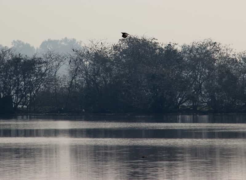 Harike Wetland