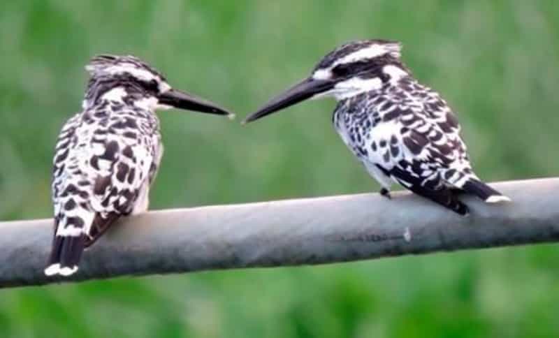 Kingfishers at Kanjli Wetlands