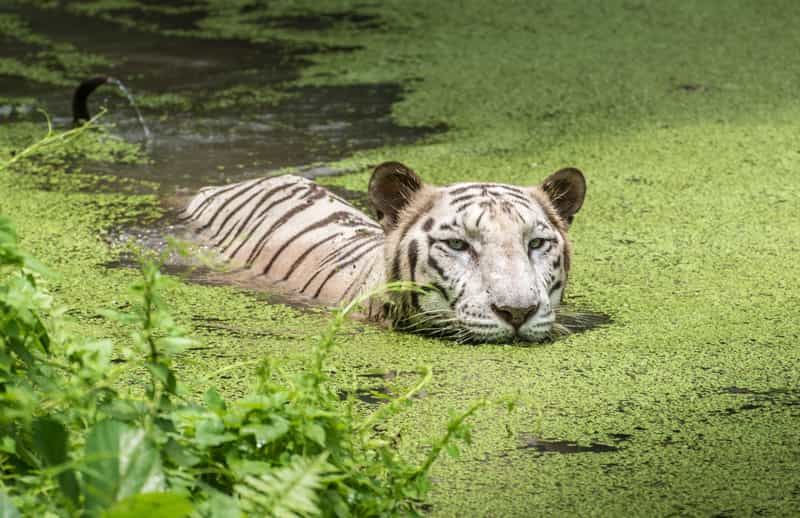 Marshy Swamps at Sundarbans National Park |  Jungle Safaris in India