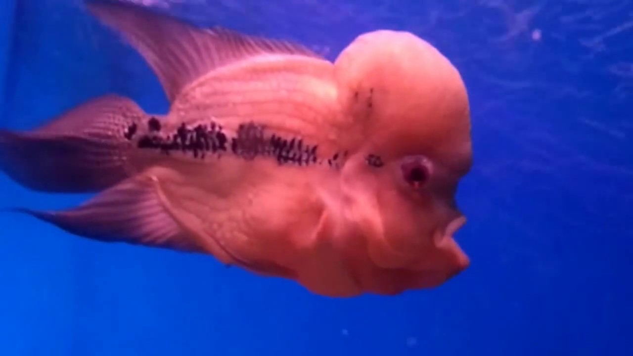 Fish at the aquarium