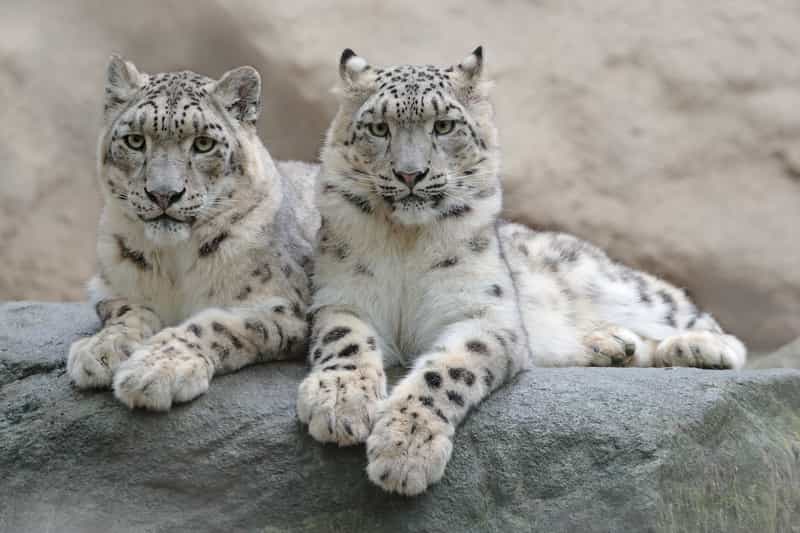 Snow Leopards at Hemis National Park