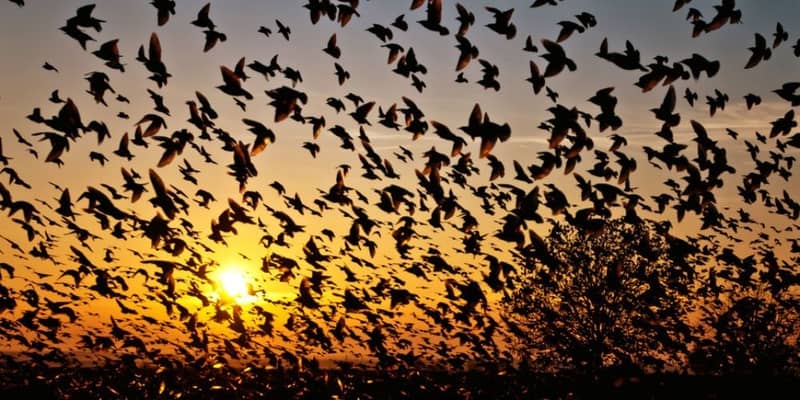 The place of bird mass suicides