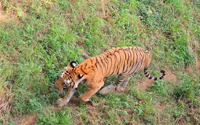 Tiger at Vizag Zoo