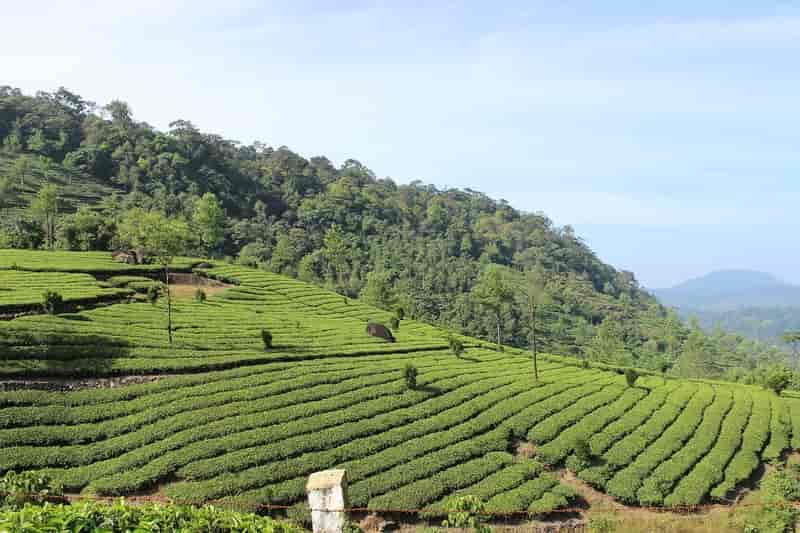 A Tea Plantation in Munnar