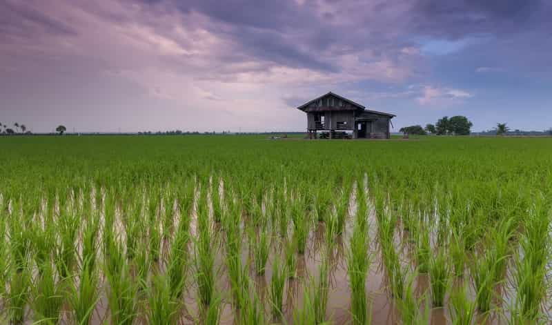Cottage in a Rice Field
