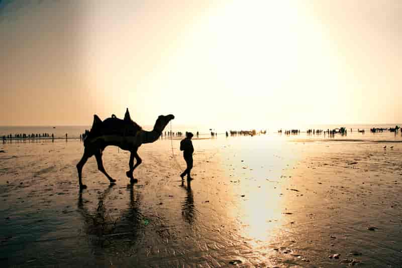 Camel Ride at Rann of Kutch