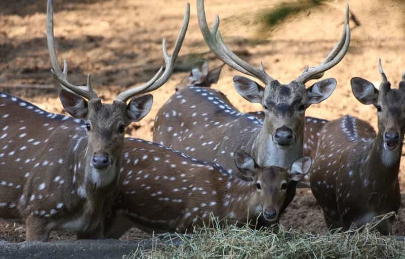 Deer at Mahananda Weir Wildlife Sanctuary