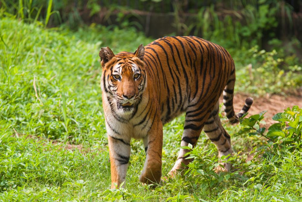 Sundarbans National Park in West Bengal [2020] | Sundarbans Forest - Treebo  Blog