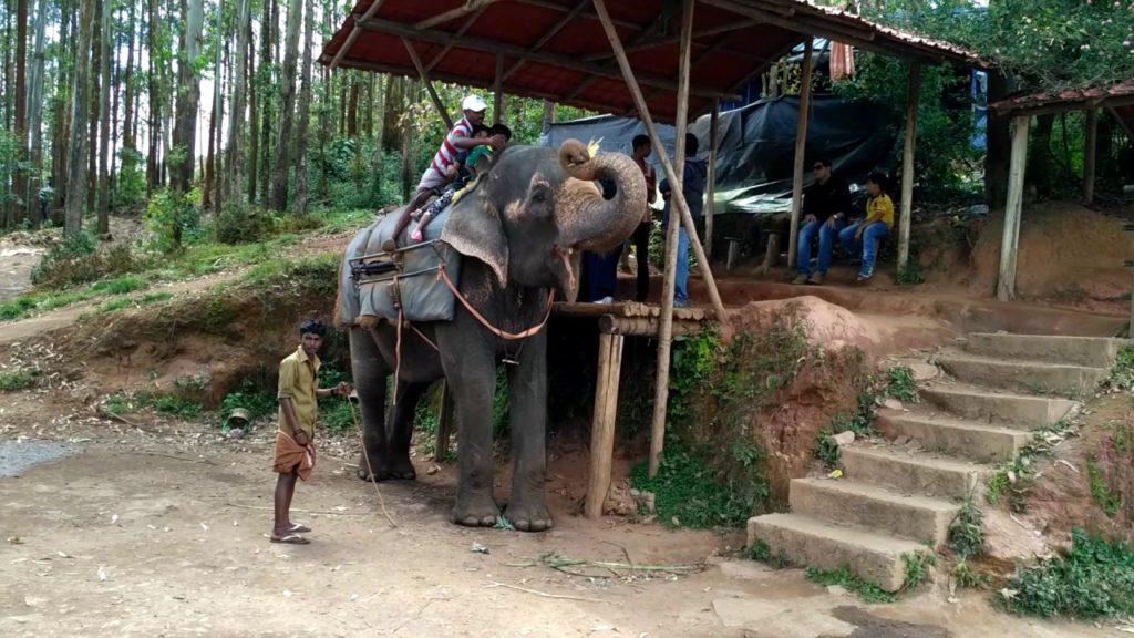 Elephant Safari at Carmelagiri Elephant Park - Things to do in Munnar