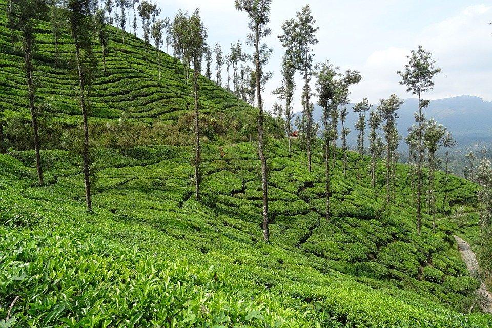 Tea Plantation, Chikmagalur - places to visit in Chikmagalur
