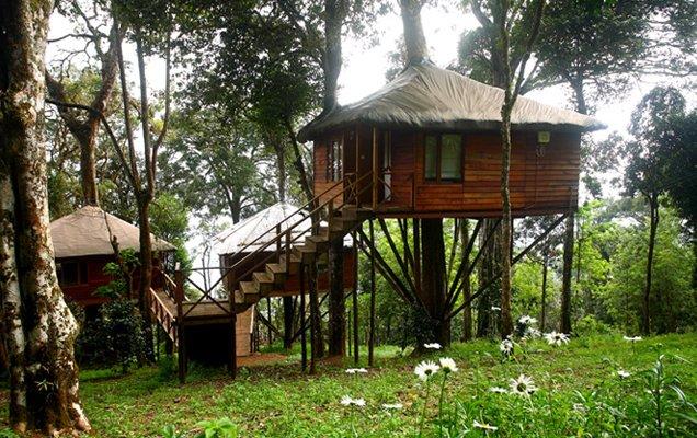 Tree House in Munnar - things to do in Munnar