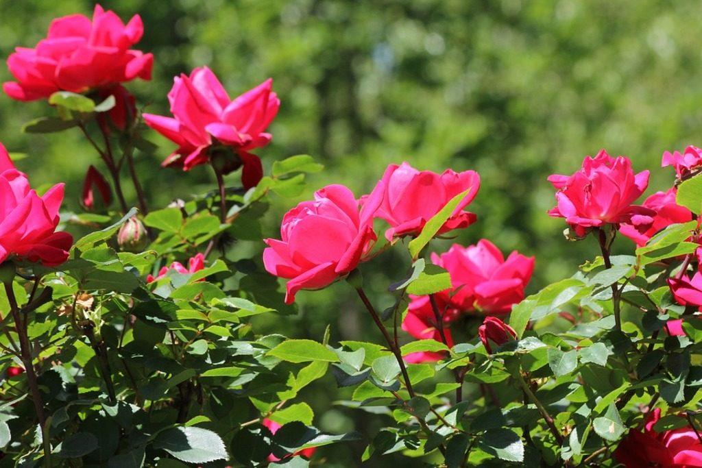 SRL Rose Garden Yelagiri