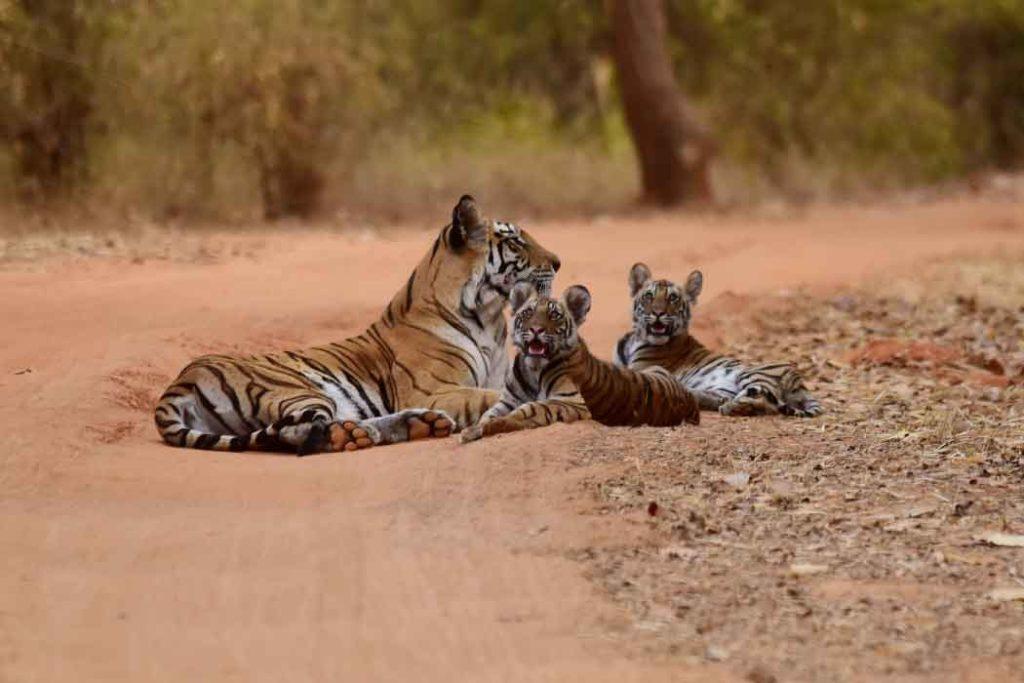 A tigress sitting with her cubs at Bandhavgarh National Park. 