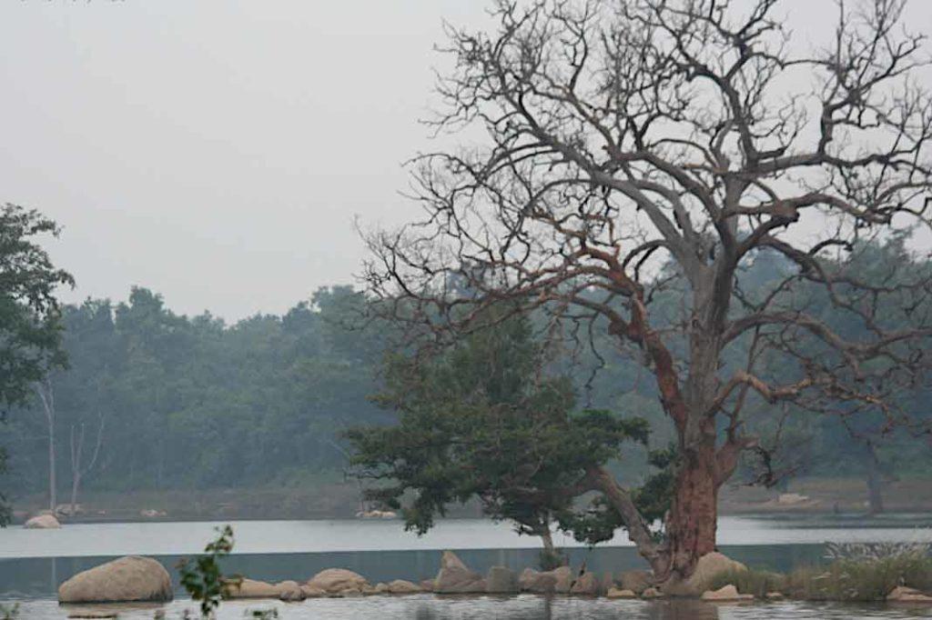 When visiting Madhya Pradesh, do go for a safari at the dense forest of Pench National Park.