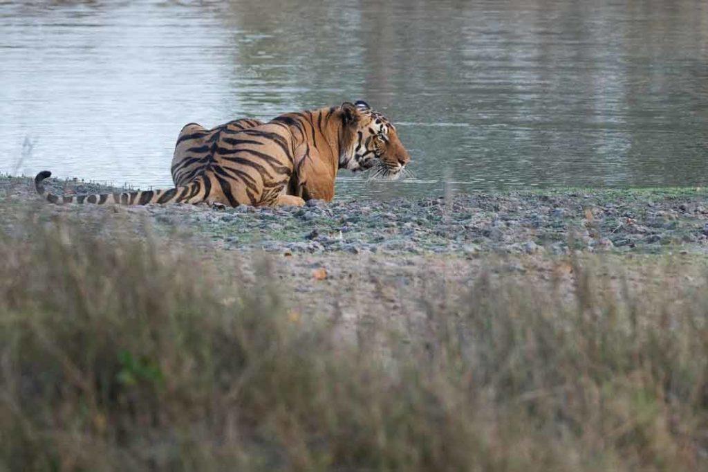 A tiger sitting by the lake at Ratapani Sanctuary.