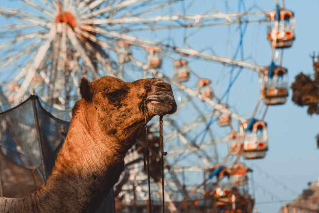 Camel rides, giant wheels, candy floss, and lots of handicrafts to carry as souvenirs. The Pushkar Mela is something everyone must attend at least once. 