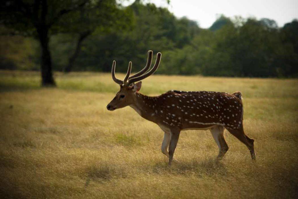 A spotted deer in the open grassland of Pocharam Wildlife Sanctuary