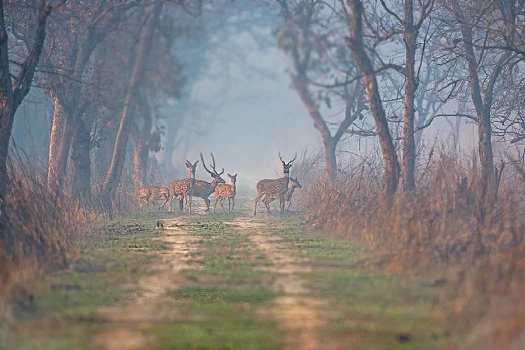 Explore the thrilling paths of wildlife at Dudhwa National Park 