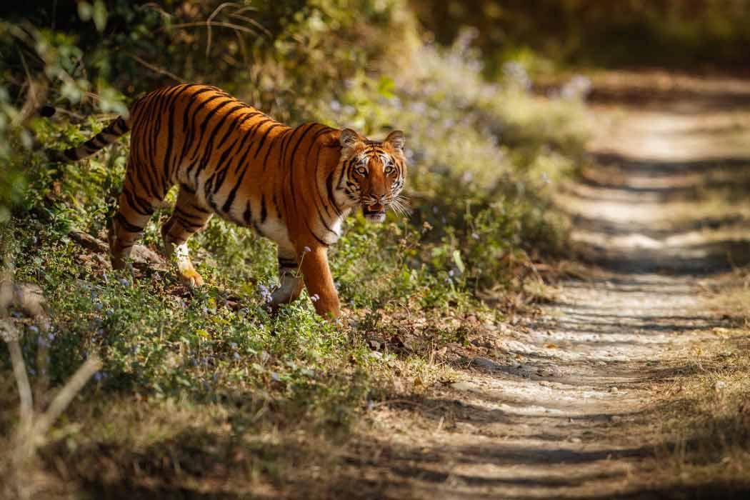 Go see the majestic tigers in weekend getaways near Agra.