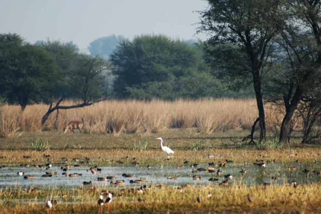 Witness the beauty of flora and fauna at Sultanpur Bird Sanctuary during weekend getaways from Gurgaon within 100 km.