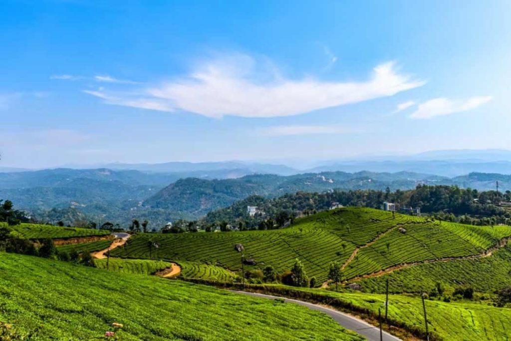 Visit the tea and coffee plantations while travelling to hill stations in Kerala.