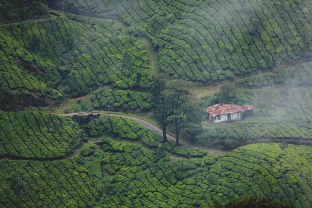 Munnar is one of the best hill stations in Kerala 