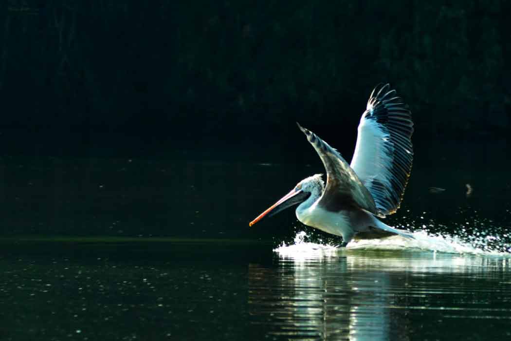 Sultanpur Bird Sanctuary is one of the best places to visit in Gurgaon