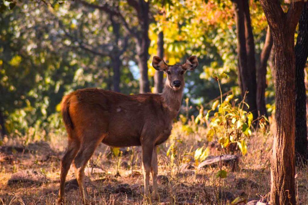 Amongst things to do in Bhopal visiting Van Vihar National Park is the best idea.