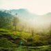 Best Time to Visit Wayanad - A Quick Guide For Travellers