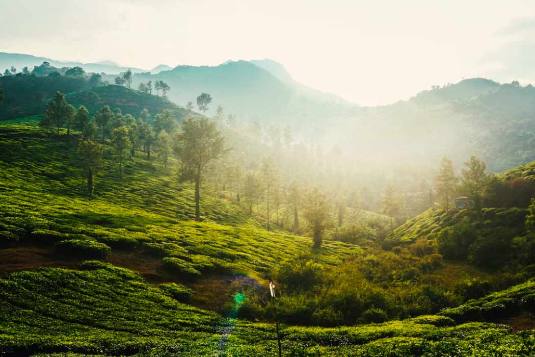 Best Time to Visit Wayanad