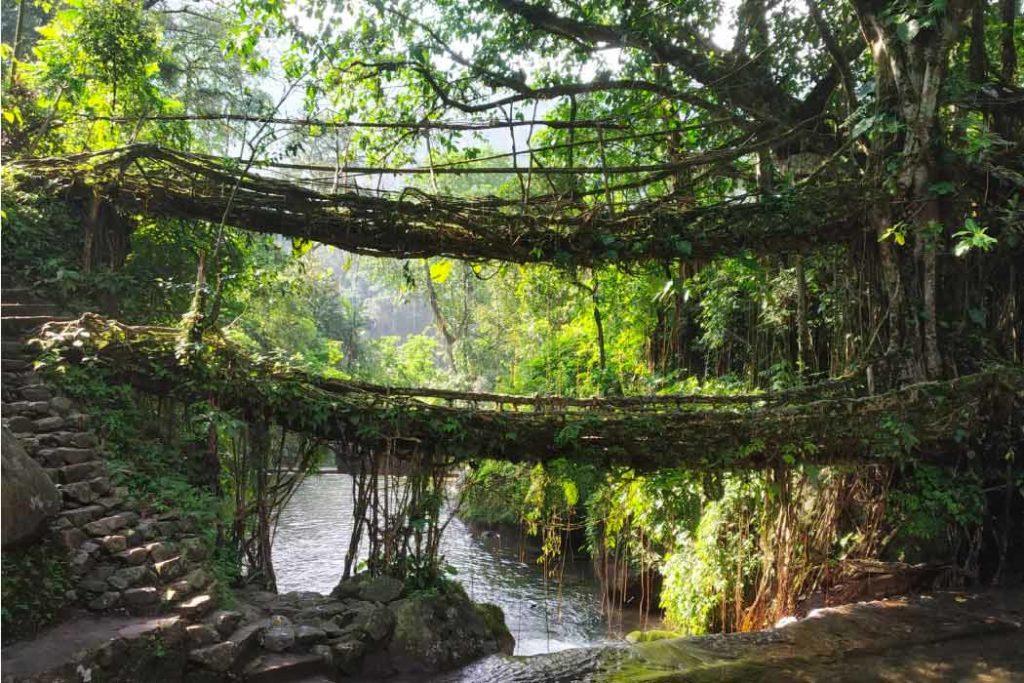 Mysteries of nature are worth unravelling at Double-decker Living Root Bridge.