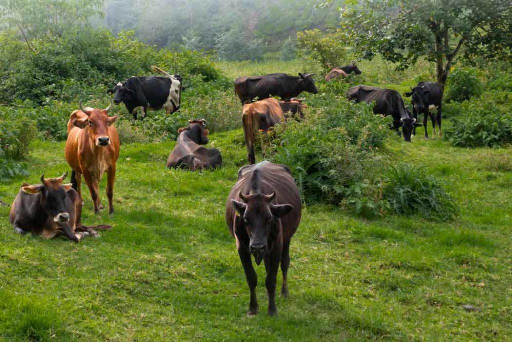 Watch the beauty of the place and cattle rearing at Indo- Swiss Dairy Farm while visiting the best places in Munnar.