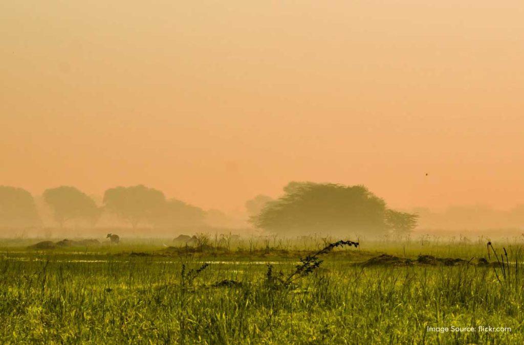 Visiting the Sultanpur Bird Sanctuaryis an exciting thing to do in Gurgaon

