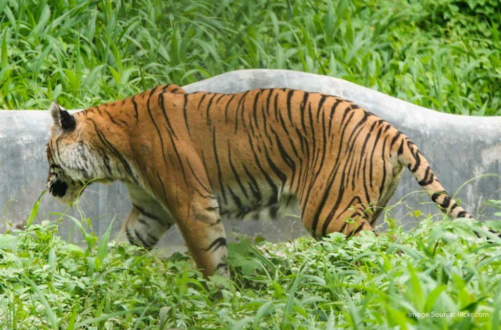 Experience wildlife at Assam State Zoo during places to visit in Guwahati.