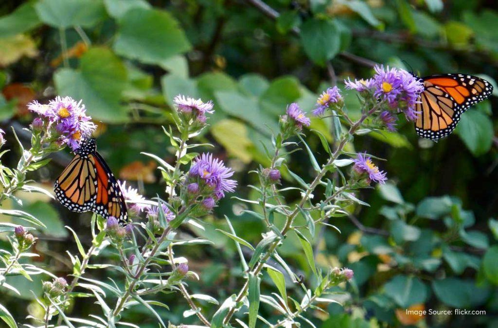 The butterfly research centre is one of the best places to visit in Bhimtal. 