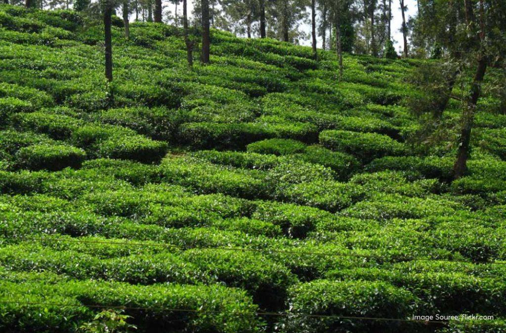 Take in the fresh fragrance of tea leaves at the Chikmagalur Tea Plantation.