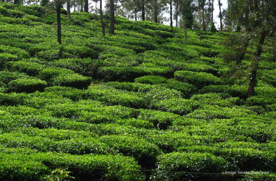 Chikmagalur-Tea-Plantation - Treebo Blog