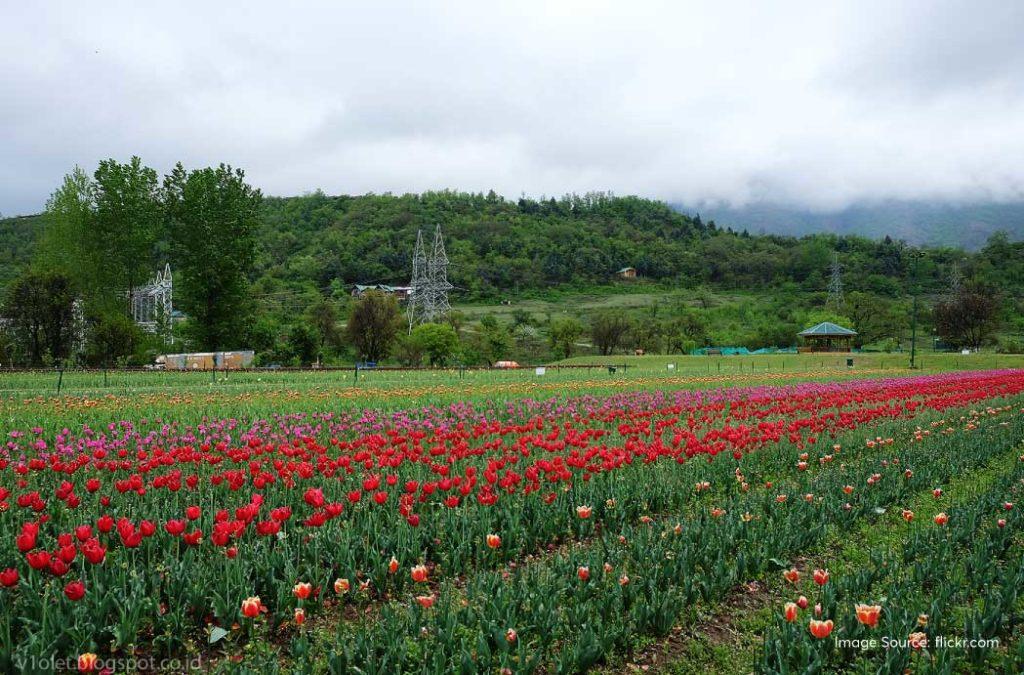 Indira gandhi tulip garden Places to Visit in Kashmir 