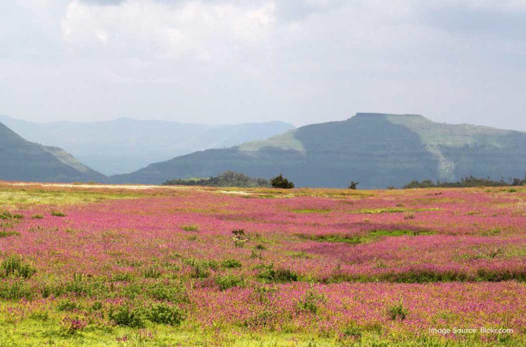 Kaas Plateau is one of the best places to visit in Satara.
